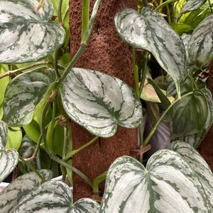 May include: A Scindapsus pictus plant with heart-shaped, variegated leaves featuring silver and green patterns. The vining stems are climbing a vertical brown, textured moss pole, with multiple leaves extending outward from the central support structure.