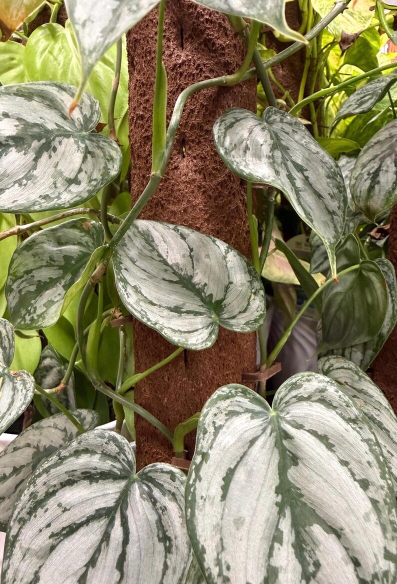 May include: A Scindapsus pictus plant with heart-shaped, variegated leaves featuring silver and green patterns. The vining stems are climbing a vertical brown, textured moss pole, with multiple leaves extending outward from the central support structure.
