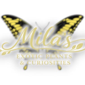 May include: A logo featuring a butterfly with yellow and black wings. The name "Mila's" is written in a cursive font, with the words "EXOTIC PLANTS & CURIOSITIES" below.