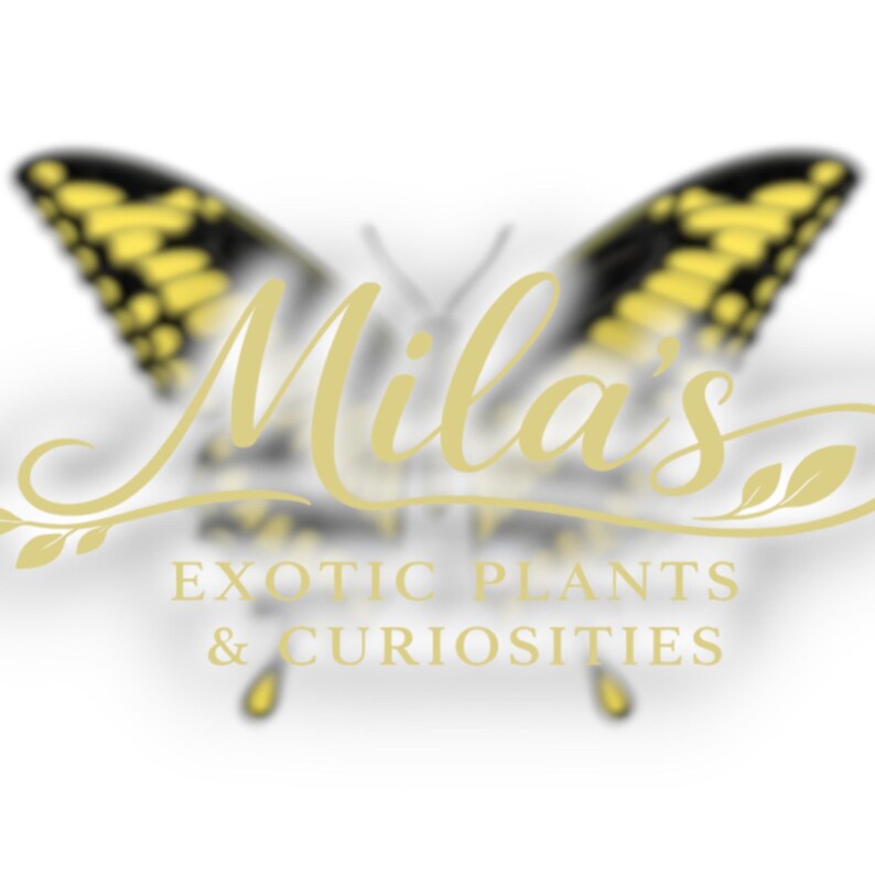May include: A logo featuring a butterfly with yellow and black wings. The name "Mila's" is written in a cursive font, with the words "EXOTIC PLANTS & CURIOSITIES" below.
