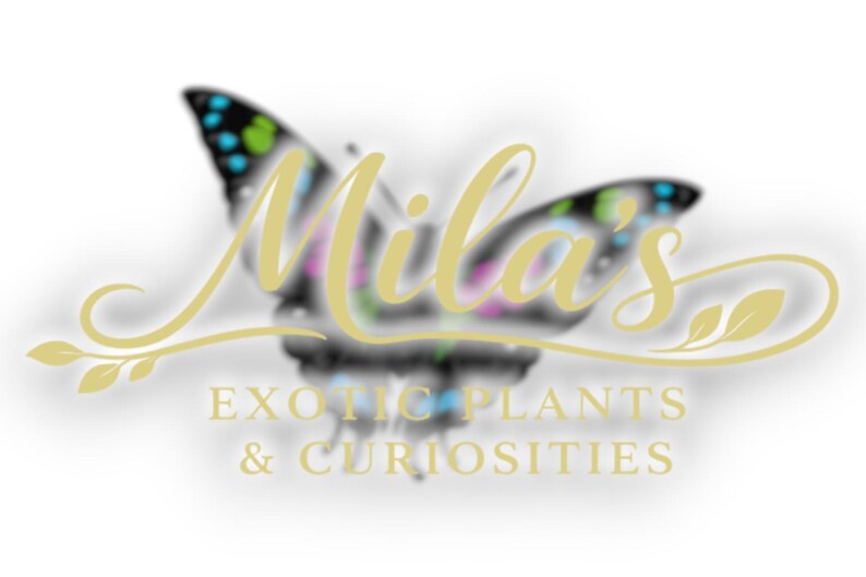 Puede incluir: Logotipo de "Mila's Exotic Plants & Curiosities" con una mariposa con acentos coloridos. El nombre de la empresa est&aacute; en una escritura fluida encima de la descripci&oacute;n del negocio. El logotipo es en tonos de amarillo, negro y blanco.