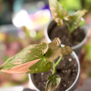 May include: Two small potted Syngonium plants featuring arrow-shaped leaves with variegated patterns of dark green and soft pink. Each plant is housed in a simple, light-colored cylindrical container filled with dark potting soil.