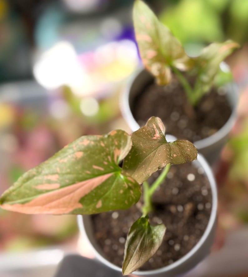 May include: Two small potted Syngonium plants featuring arrow-shaped leaves with variegated patterns of dark green and soft pink. Each plant is housed in a simple, light-colored cylindrical container filled with dark potting soil.
