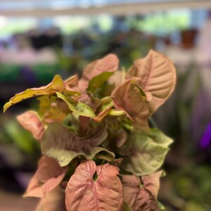 May include: A Syngonium plant featuring arrow-shaped leaves with a distinct pink and light green coloration. The foliage displays a soft, matte texture with visible veins, arranged in a dense cluster with varying shades of pink and green.