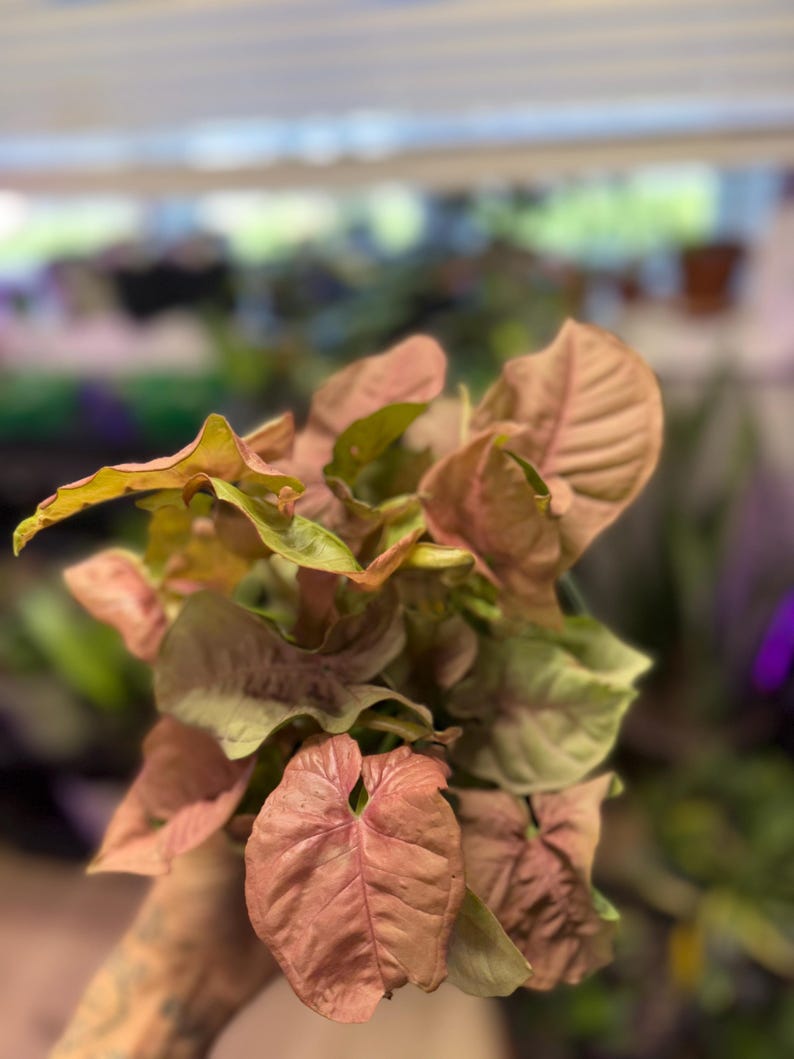 May include: A Syngonium plant featuring arrow-shaped leaves with a distinct pink and light green coloration. The foliage displays a soft, matte texture with visible veins, arranged in a dense cluster with varying shades of pink and green.