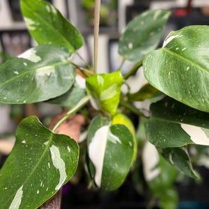 May include: A Philodendron White Wizard plant featuring heart-shaped leaves with deep green foliage and distinct white variegation. The plant has multiple stems growing upwards, showcasing a mix of solid green leaves and leaves with white splashes.