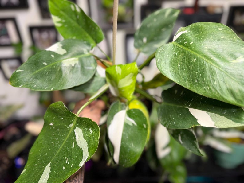May include: A Philodendron White Wizard plant featuring heart-shaped leaves with deep green foliage and distinct white variegation. The plant has multiple stems growing upwards, showcasing a mix of solid green leaves and leaves with white splashes.