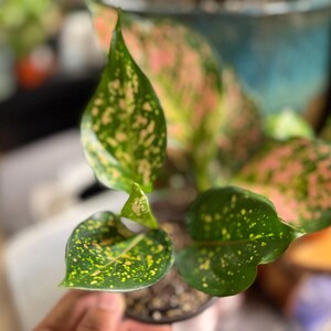 Peut inclure: Une plante Aglaonema pr&eacute;sentant des feuilles pointues et panach&eacute;es avec une base vert fonc&eacute; et des motifs tachet&eacute;s dans des tons de rose clair, cr&egrave;me et jaune. La plante est en pot dans un petit r&eacute;cipient sombre rempli de terreau fonc&eacute;.