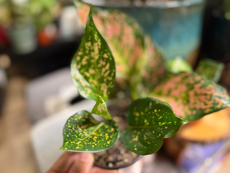 Peut inclure: Une plante Aglaonema pr&eacute;sentant des feuilles pointues et panach&eacute;es avec une base vert fonc&eacute; et des motifs tachet&eacute;s dans des tons de rose clair, cr&egrave;me et jaune. La plante est en pot dans un petit r&eacute;cipient sombre rempli de terreau fonc&eacute;.