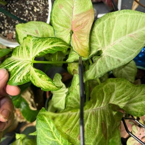 May include: A Syngonium plant featuring arrow-shaped leaves with variegated patterns in shades of light green, cream, and soft pink. The foliage displays a mix of solid and mottled coloration across the surface of the leaves, which are arranged in a cluster.