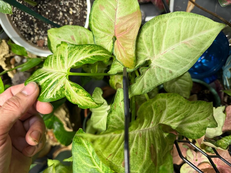 May include: A Syngonium plant featuring arrow-shaped leaves with variegated patterns in shades of light green, cream, and soft pink. The foliage displays a mix of solid and mottled coloration across the surface of the leaves, which are arranged in a cluster.