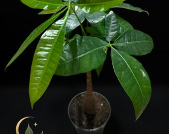 Árbol del dinero, planta viva, Pachira de tronco único, árbol de interior sin trenzar