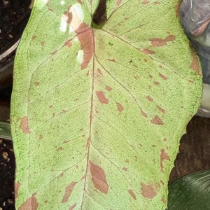May include: A single arrowhead-shaped leaf with a variegated pattern of light mint green and soft pink splashes. The leaf features a prominent central vein and a network of fine, dark green veins spreading across the surface in a natural design.