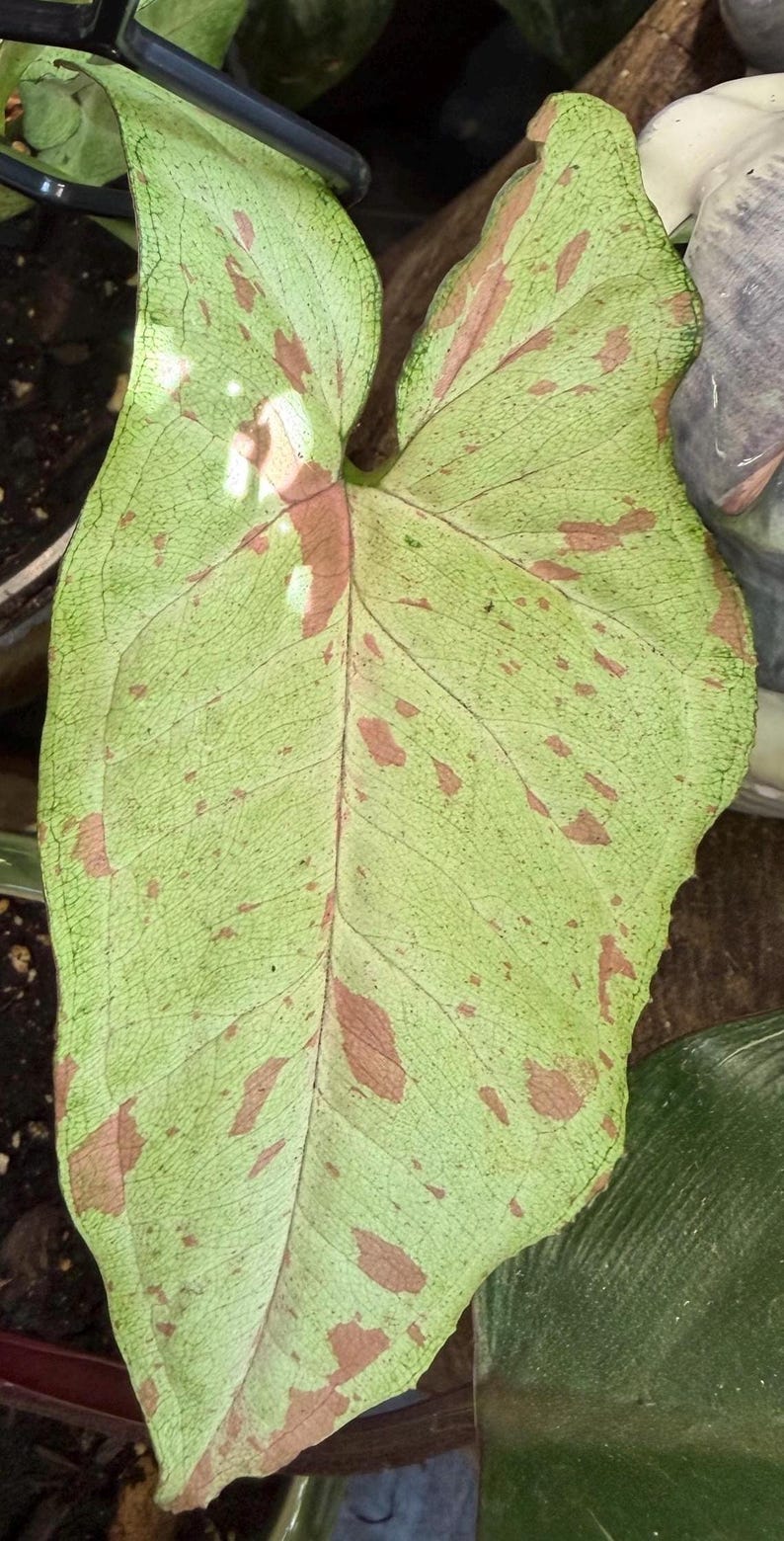 May include: A single arrowhead-shaped leaf with a variegated pattern of light mint green and soft pink splashes. The leaf features a prominent central vein and a network of fine, dark green veins spreading across the surface in a natural design.