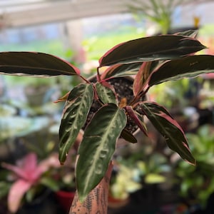 May include: A Stromanthe Triostar plant featuring elongated, lance-shaped leaves with a variegated pattern of dark green, cream, and vibrant pink undersides. The foliage is arranged in a cluster, growing from a central base in a round pot.
