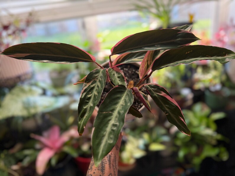 May include: A Stromanthe Triostar plant featuring elongated, lance-shaped leaves with a variegated pattern of dark green, cream, and vibrant pink undersides. The foliage is arranged in a cluster, growing from a central base in a round pot.