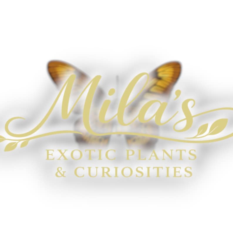 Pode incluir: Logotipo para "Mila's Exotic Plants & Curiosities" com uma borboleta de asas amarelas e castanhas. O nome da empresa est&aacute; em escrita cursiva, com o slogan em fonte serif.