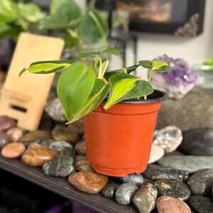 May include: A Philodendron Brasil plant with heart-shaped green leaves featuring bright yellow variegation, potted in a simple orange plastic container. The plant has multiple stems and leaves extending outward from the center of the pot.