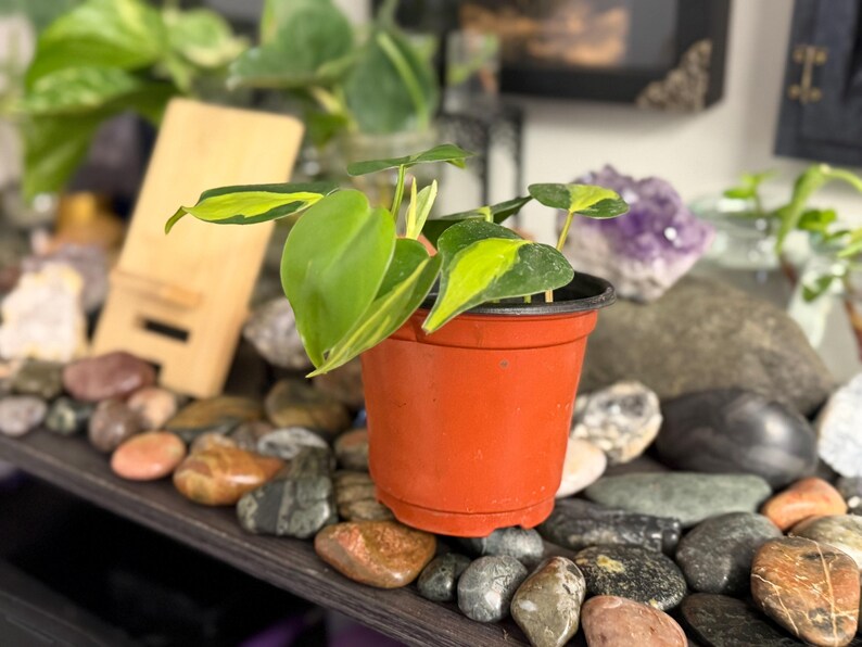 May include: A Philodendron Brasil plant with heart-shaped green leaves featuring bright yellow variegation, potted in a simple orange plastic container. The plant has multiple stems and leaves extending outward from the center of the pot.