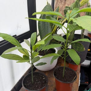 Puede incluir: Dos j&oacute;venes plantas de aguacate en macetas de pl&aacute;stico marr&oacute;n. Las plantas tienen hojas verdes y est&aacute;n sobre una superficie de madera. En el fondo se ven otras plantas en macetas, como una planta de serpiente y un cactus.