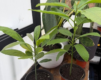 Pode incluir: Duas jovens plantas de abacate em pequenos vasos de plástico castanho. As plantas têm folhas verdes e estão sobre uma superfície de madeira. Outras plantas em vasos são visíveis no fundo, incluindo uma planta-cobra e um cacto.