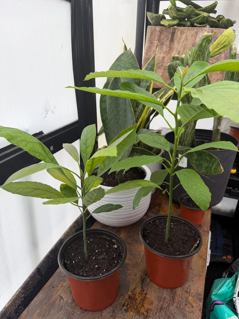 Puede incluir: Dos j&oacute;venes plantas de aguacate en macetas de pl&aacute;stico marr&oacute;n. Las plantas tienen hojas verdes y est&aacute;n sobre una superficie de madera. En el fondo se ven otras plantas en macetas, como una planta de serpiente y un cactus.