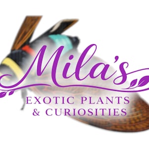 Pode incluir: O logotipo da Mila's apresenta um inseto estilizado com uma fonte roxa que diz "Mila's". Abaixo do nome, o texto diz "Exotic Plants & Curiosities". O inseto tem detalhes em marrom, amarelo, preto e azul-turquesa.