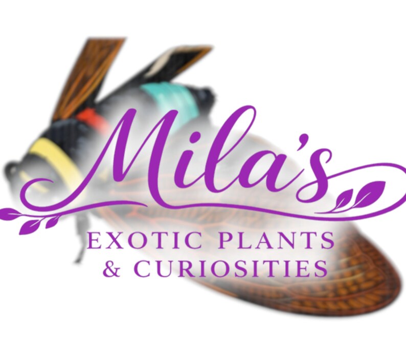 Pode incluir: O logotipo da Mila's apresenta um inseto estilizado com uma fonte roxa que diz "Mila's". Abaixo do nome, o texto diz "Exotic Plants & Curiosities". O inseto tem detalhes em marrom, amarelo, preto e azul-turquesa.