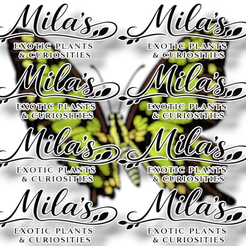 May include: A repeating pattern featuring a butterfly design with the text "Mila's Exotic Plants & Curiosities". The butterfly's wings are green and yellow with black and brown detailing. The text is in a decorative font.