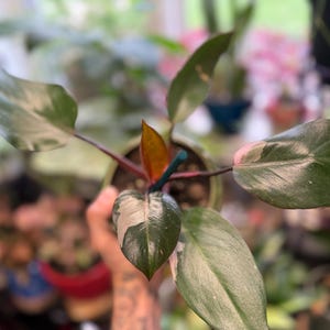 May include: A Philodendron plant in a pot with variegated leaves featuring dark green, light green, and cream-colored patches. The plant has a central reddish-orange new leaf emerging from the stem, and a thin green support stake is visible.