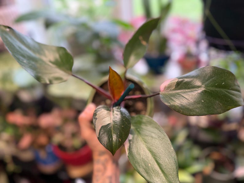 May include: A Philodendron plant in a pot with variegated leaves featuring dark green, light green, and cream-colored patches. The plant has a central reddish-orange new leaf emerging from the stem, and a thin green support stake is visible.