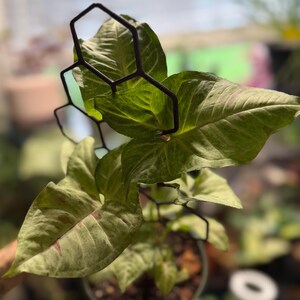 May include: A Syngonium plant with variegated green and pink leaves supported by a black, geometric, honeycomb-shaped metal trellis. The plant is potted in a container filled with dark soil, with the trellis structure extending upward.