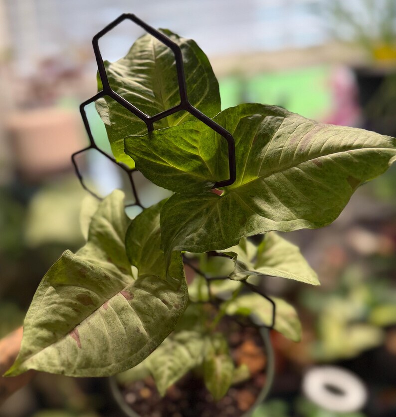May include: A Syngonium plant with variegated green and pink leaves supported by a black, geometric, honeycomb-shaped metal trellis. The plant is potted in a container filled with dark soil, with the trellis structure extending upward.