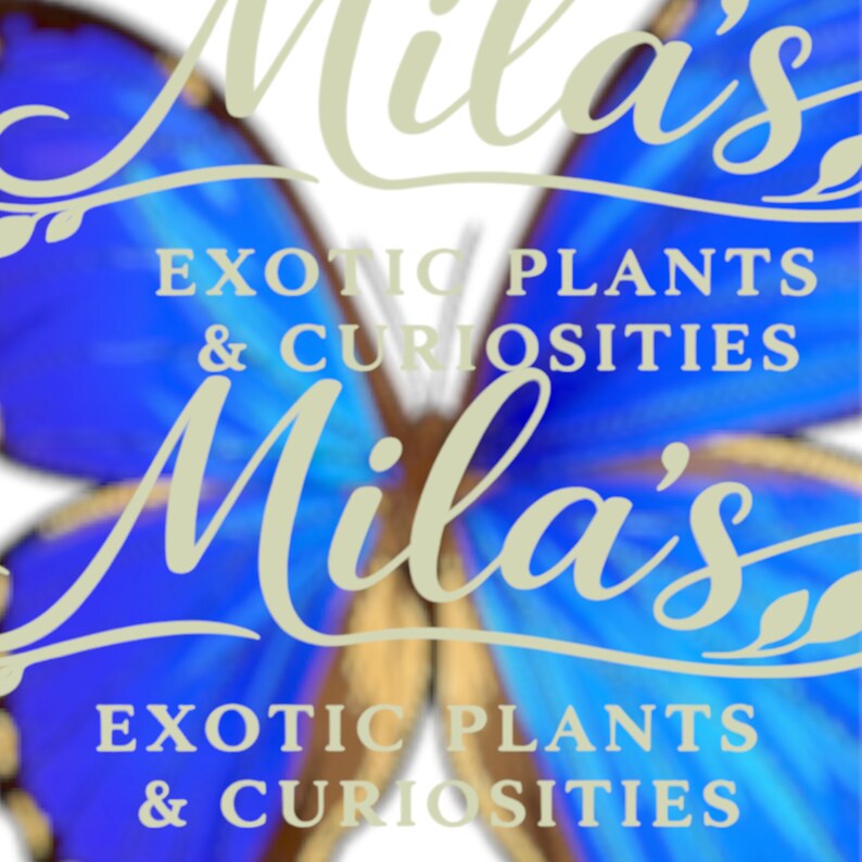 Blue Morpho Didius PNG Bundle | 24 Morpho didius 300 DPI Digital Butterfly Clipart Files image 2