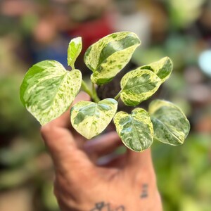 May include: A small potted plant featuring heart-shaped leaves with variegated patterns of creamy white and deep green. The foliage is arranged in a cluster, displaying distinct color splashes across the surface of each individual leaf.