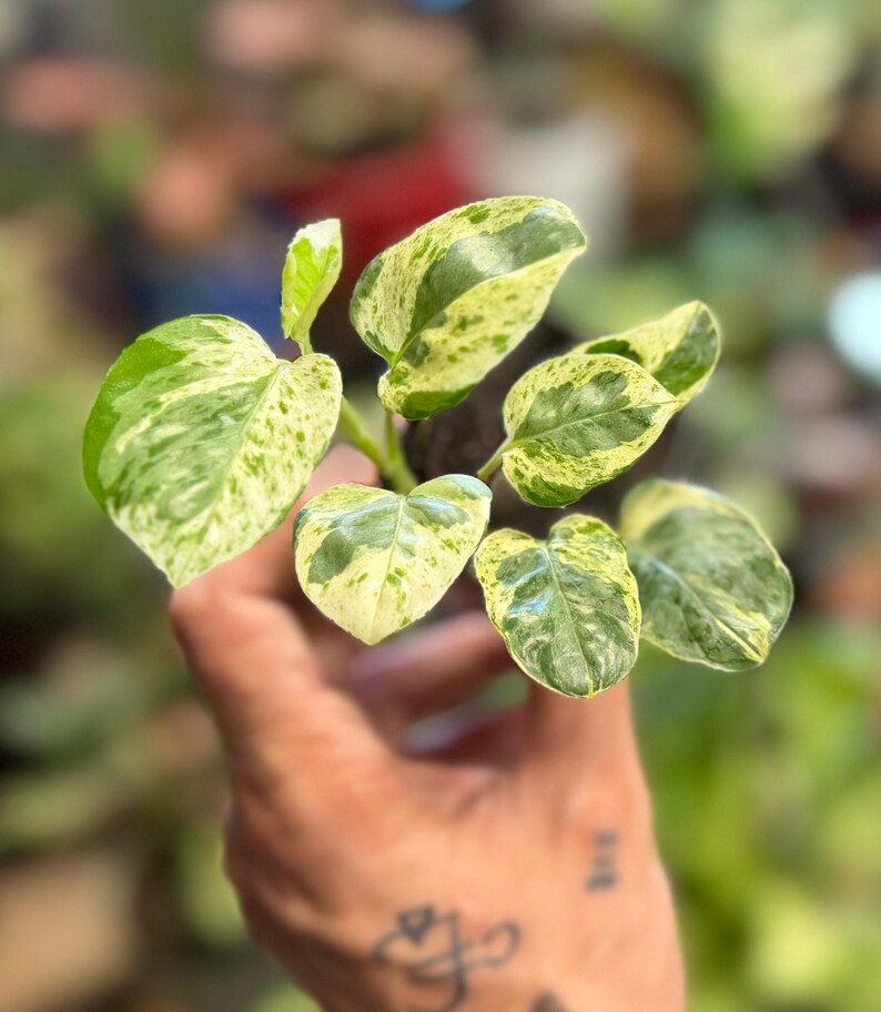 May include: A small potted plant featuring heart-shaped leaves with variegated patterns of creamy white and deep green. The foliage is arranged in a cluster, displaying distinct color splashes across the surface of each individual leaf.