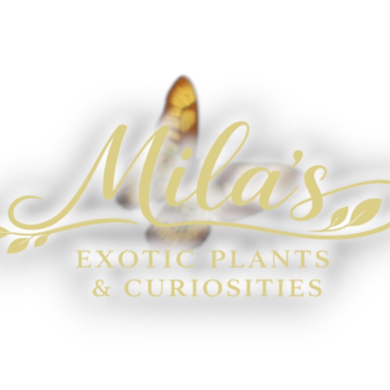 Pode incluir: Logotipo para Mila's Exotic Plants & Curiosities. O logotipo apresenta o nome "Mila's" em uma escrita dourada fluida, com as palavras "EXOTIC PLANTS & CURIOSITIES" abaixo. Uma borboleta est&aacute; no fundo.