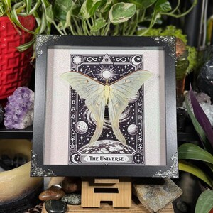 Puede incluir: Una obra de arte enmarcada con un esp&eacute;cimen de polilla verde p&aacute;lido sobre un dise&ntilde;o de carta de tarot en blanco y negro. La carta dice "El Universo" y representa elementos celestiales. El marco es negro con detalles decorativos plateados en las esquinas.