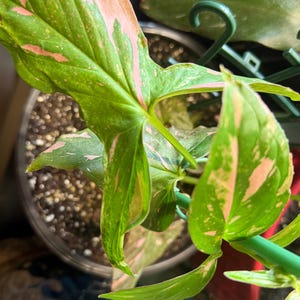 May include: A Syngonium podophyllum plant featuring arrow-shaped leaves with variegated patterns of bright green and soft pink. The plant is supported by a green plastic trellis structure and is potted in dark soil within a round container.