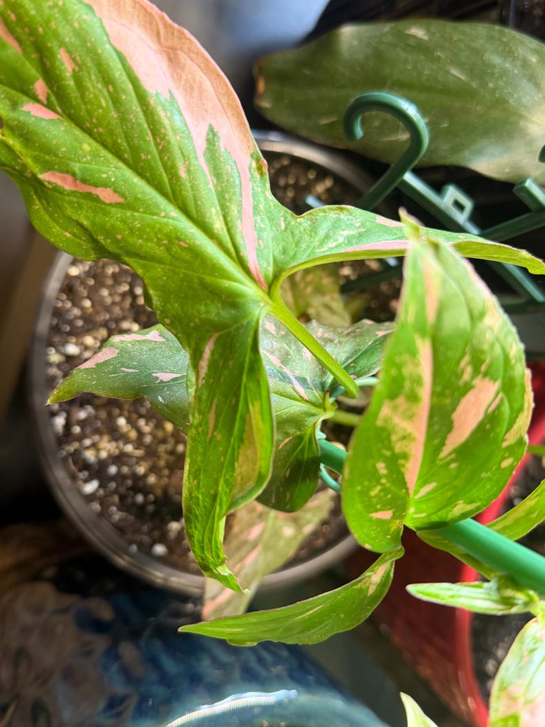 May include: A Syngonium podophyllum plant featuring arrow-shaped leaves with variegated patterns of bright green and soft pink. The plant is supported by a green plastic trellis structure and is potted in dark soil within a round container.