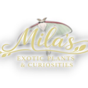 May include: A logo for "Mila's Exotic Plants & Curiosities" features elegant gold script and a stylized moth illustration. The text is in gold, with a blurred moth in the background, suggesting a focus on nature and unique items.