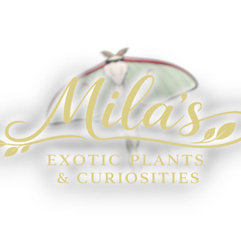 May include: A logo for "Mila's Exotic Plants & Curiosities" features elegant gold script and a stylized moth illustration. The text is in gold, with a blurred moth in the background, suggesting a focus on nature and unique items.