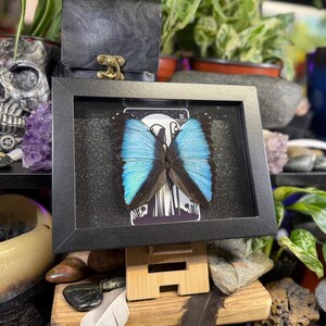 Blue Morpho “The Hermit Midnight” Framed Specimen Art | Morpho deidamia Dark Gothic Tarot Decor image 2
