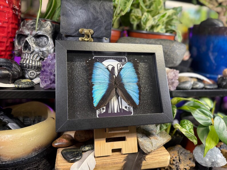 Blue Morpho “The Hermit Midnight” Framed Specimen Art | Morpho deidamia Dark Gothic Tarot Decor image 2