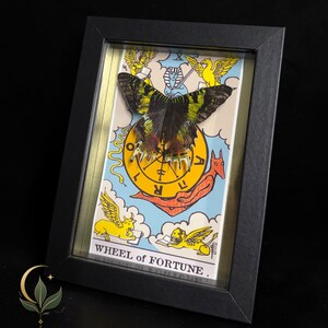 May include: A black framed shadow box containing a Wheel of Fortune tarot card with a mounted green and black butterfly specimen centered on the card. The card features illustrations of a sphinx, a snake, a red creature, and two winged lions.