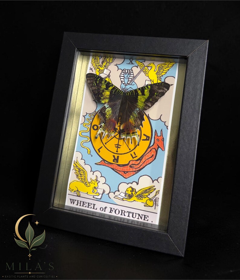 May include: A black framed shadow box containing a Wheel of Fortune tarot card with a mounted green and black butterfly specimen centered on the card. The card features illustrations of a sphinx, a snake, a red creature, and two winged lions.