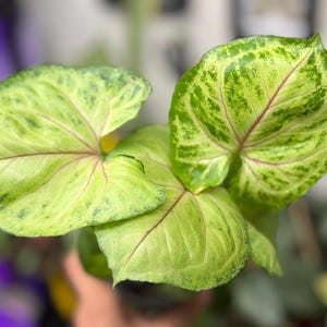 May include: A Syngonium plant featuring arrow-shaped leaves with a variegated pattern of light lime green and darker forest green. The foliage displays prominent, thin pink veins radiating from the center of each leaf toward the pointed edges.