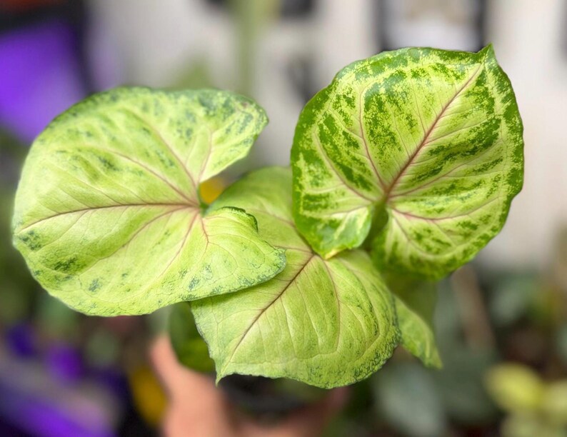 May include: A Syngonium plant featuring arrow-shaped leaves with a variegated pattern of light lime green and darker forest green. The foliage displays prominent, thin pink veins radiating from the center of each leaf toward the pointed edges.