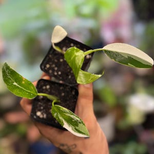 May include: Two small potted plants with variegated leaves in black plastic containers. The foliage features a mix of deep green and creamy white patterns. Each plant has several pointed leaves extending from the soil, showing distinct color variations.