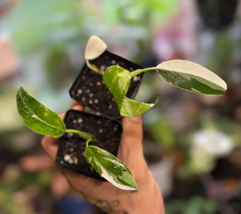 May include: Two small potted plants with variegated leaves in black plastic containers. The foliage features a mix of deep green and creamy white patterns. Each plant has several pointed leaves extending from the soil, showing distinct color variations.